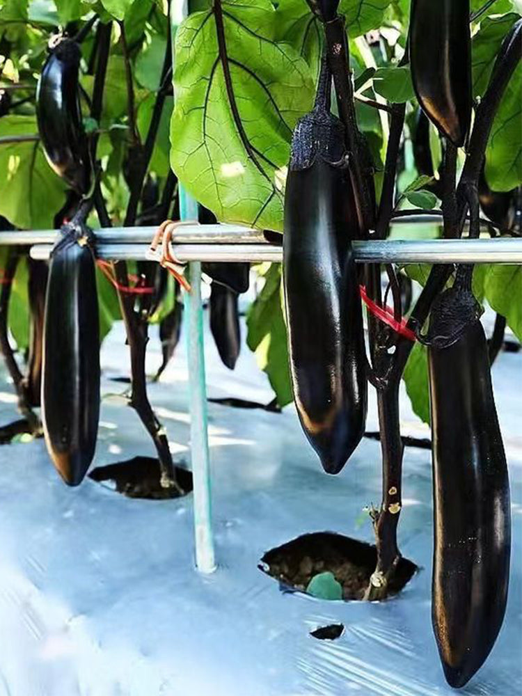 Spring-Autumn Long Eggplant