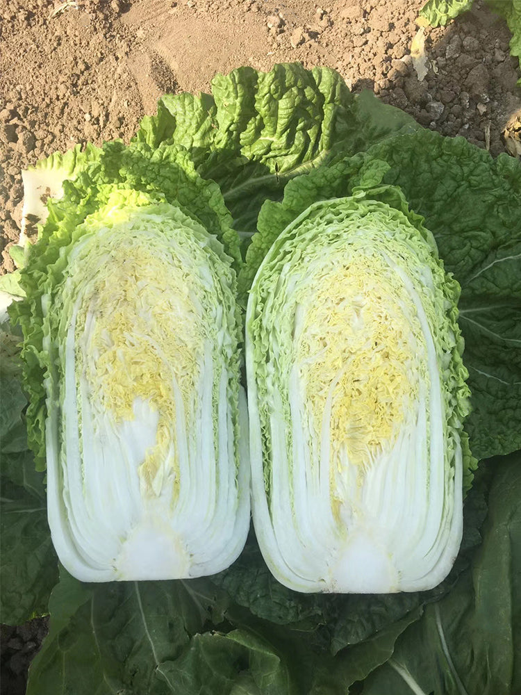 'Shengqiu 80' Chinese Cabbage
