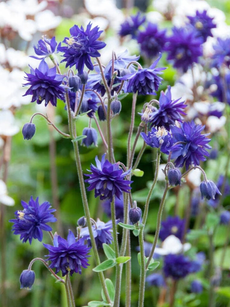 Hezhichun Aquilegia 'Barlow'