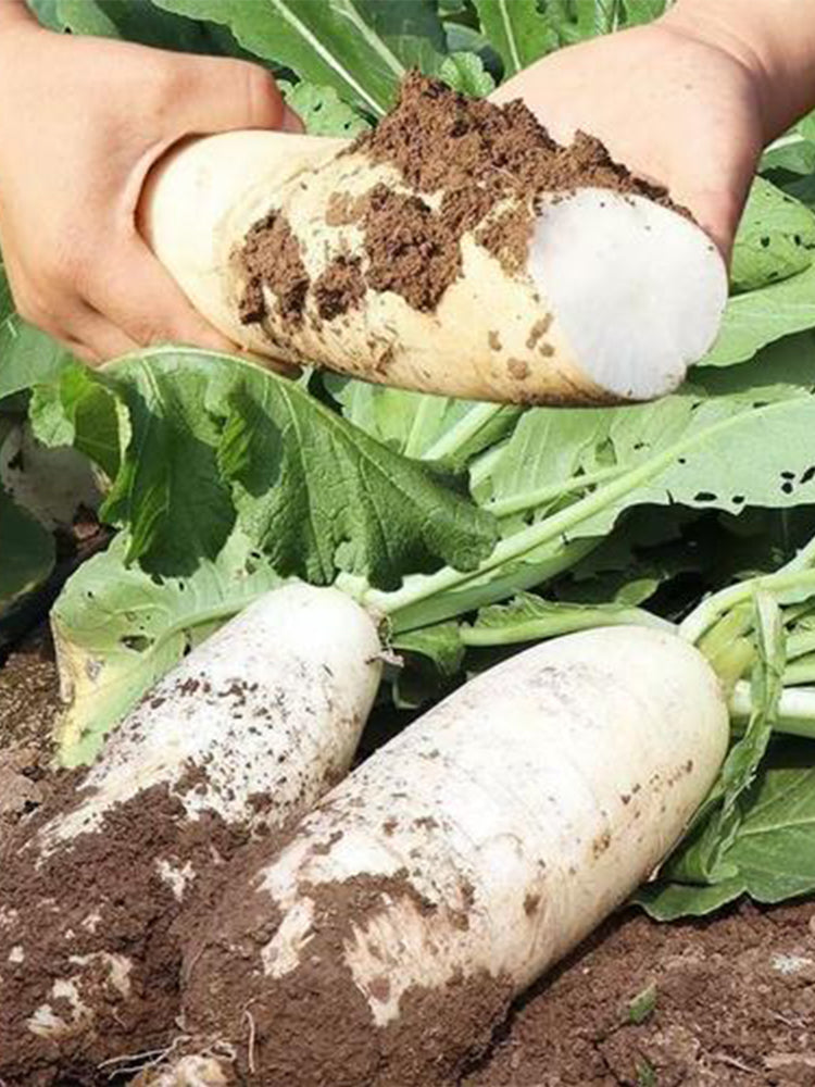 White Jade Radish F1