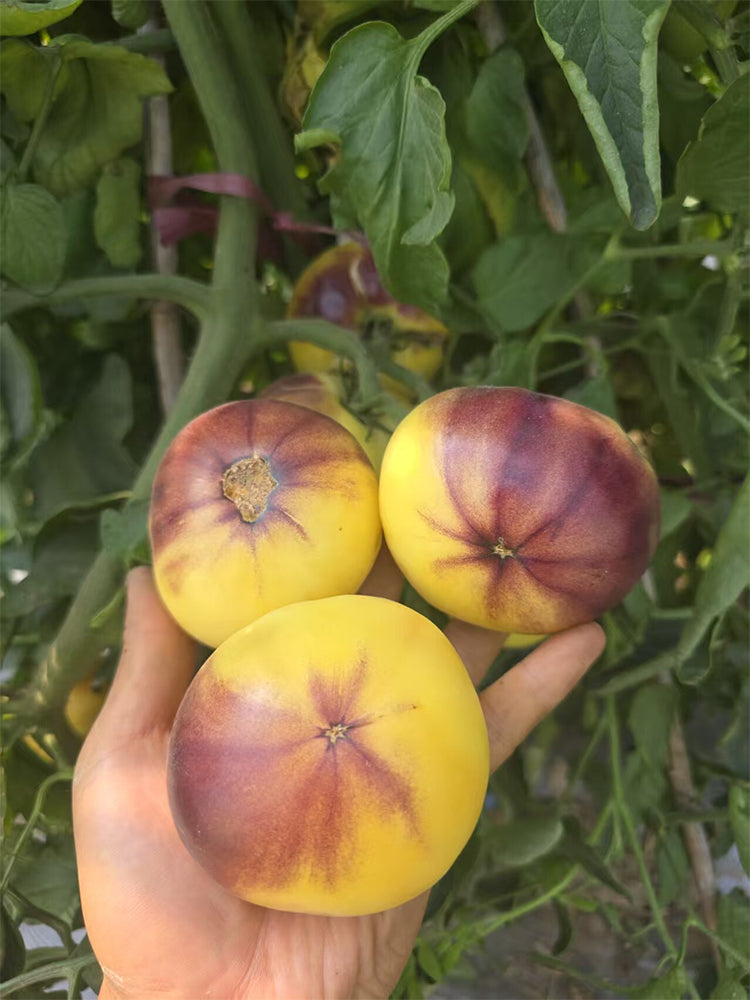 Blueberry Ice Cream Tomato