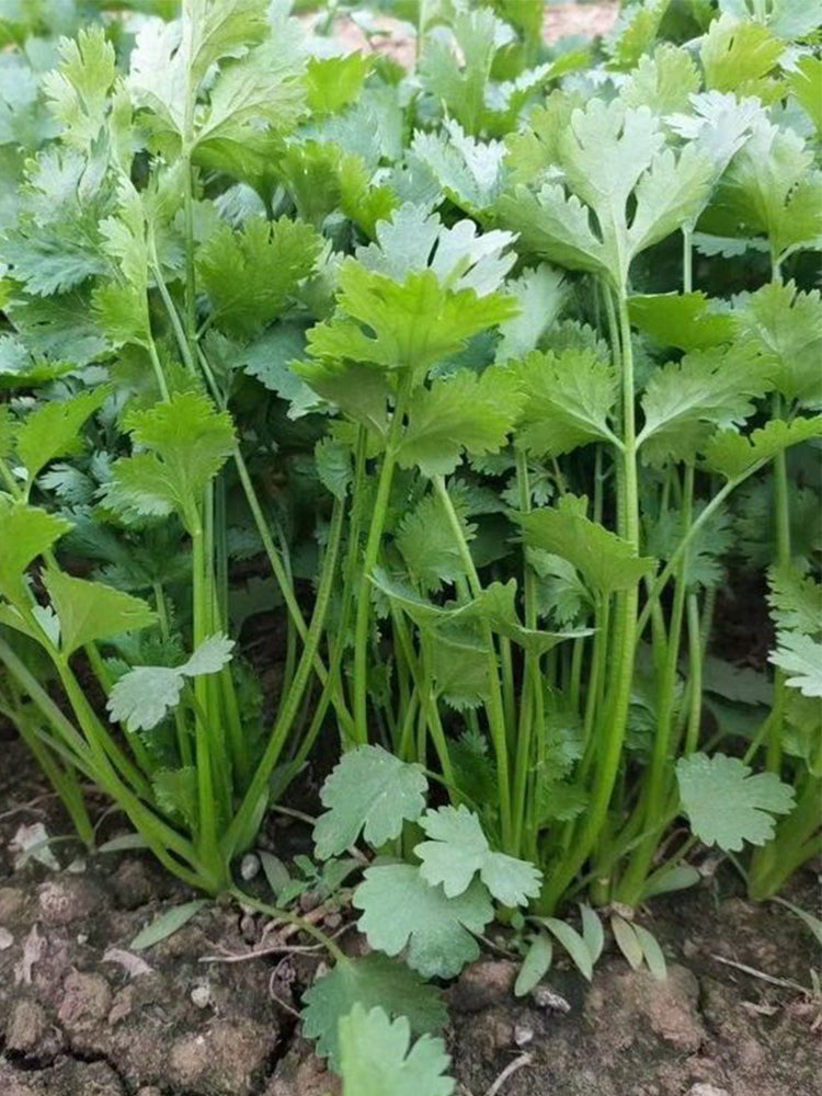 Evergreen Iron Stem Cilantro