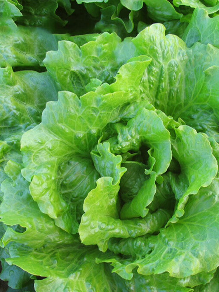 Emerald Crisp' Lettuce (Lactuca sativa L.)
