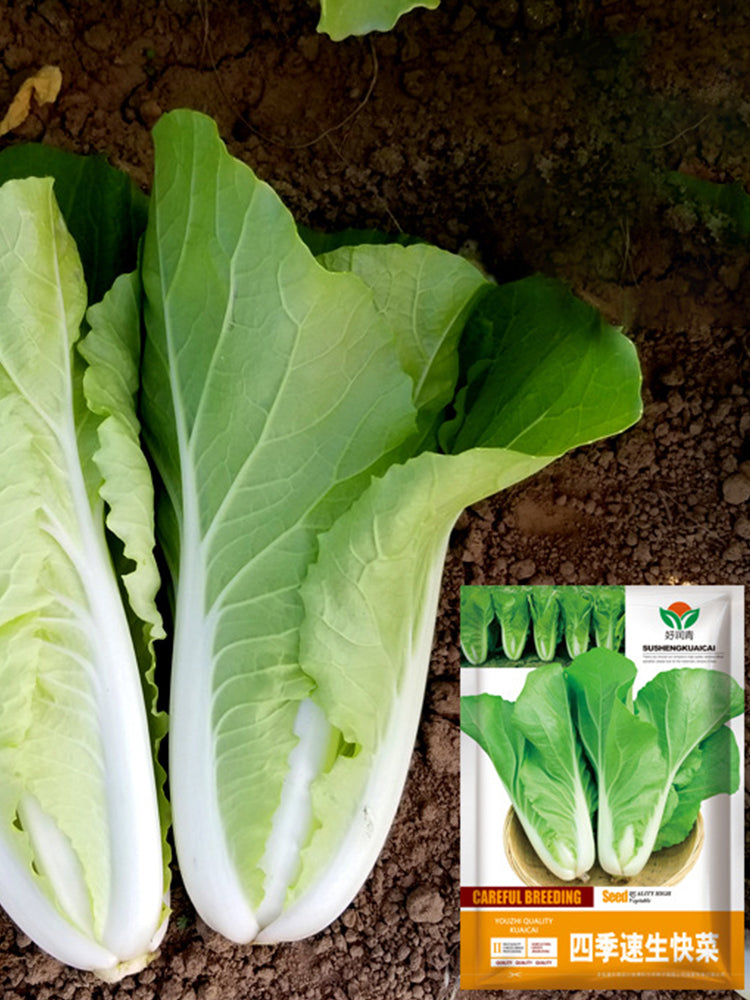 All-season Fast-growing Bok Choy