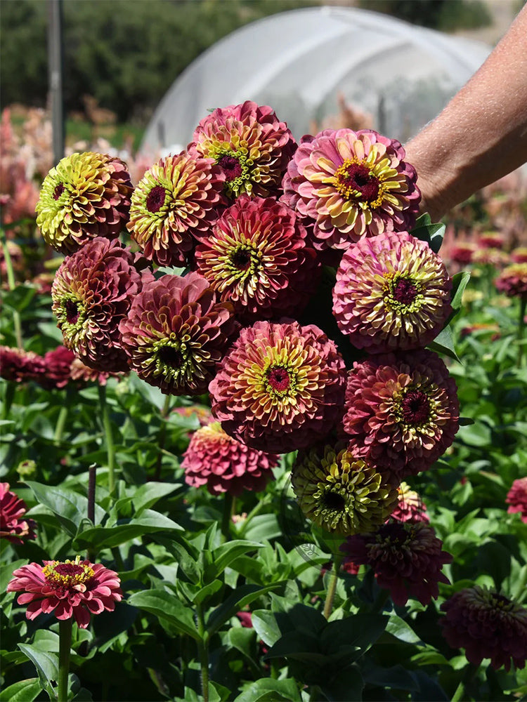 Zinnia elegans 'Queeny Lime Red'