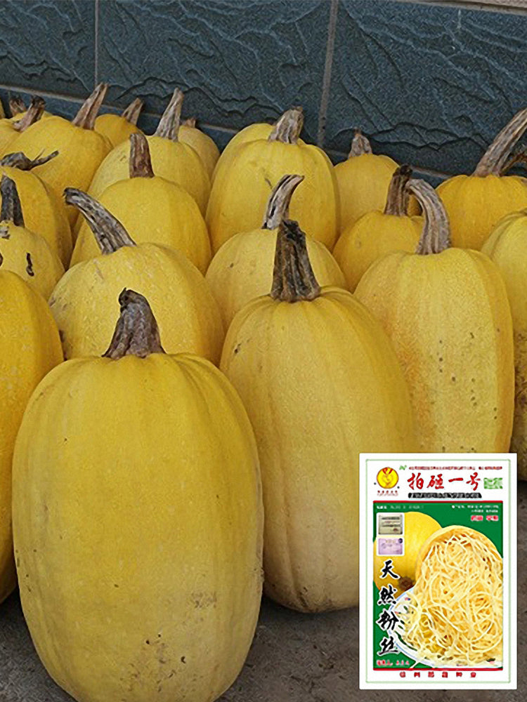 Paizha No.1 Spaghetti Squash