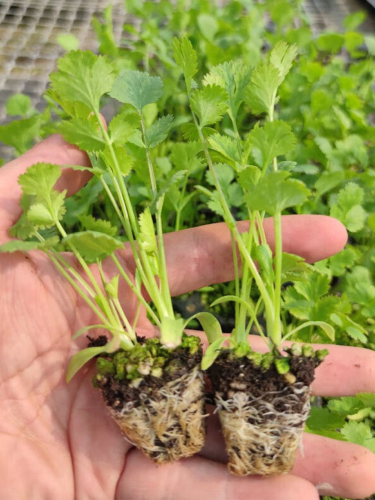Authentic Shandong Coriander