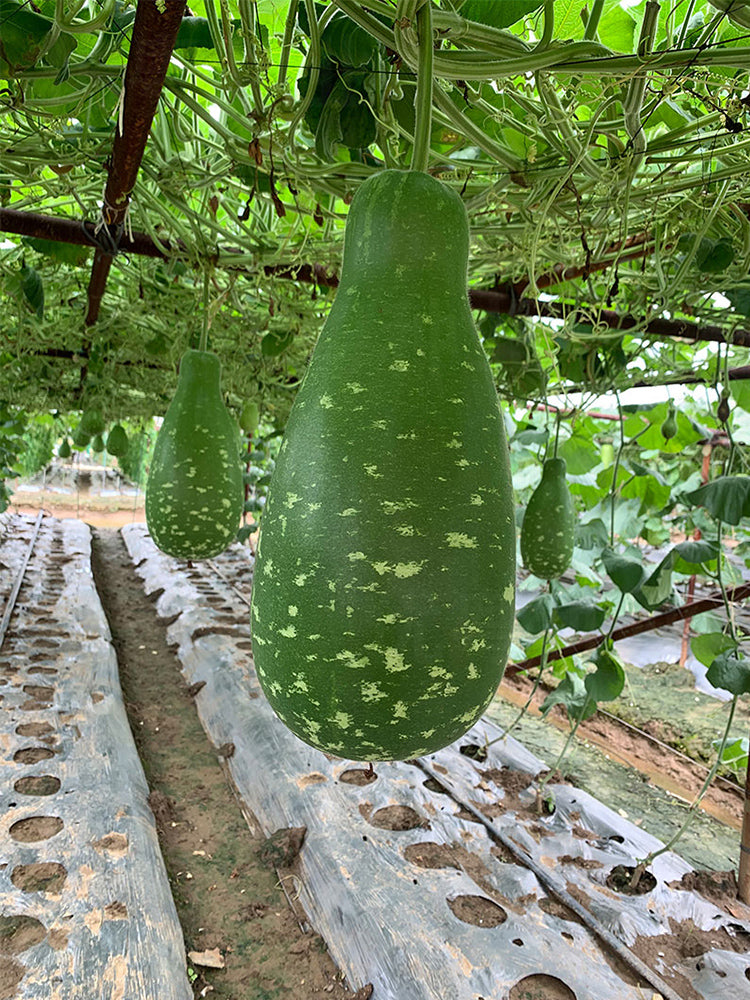 Qiangchun Duosheng Variegated Bottle Gourds
