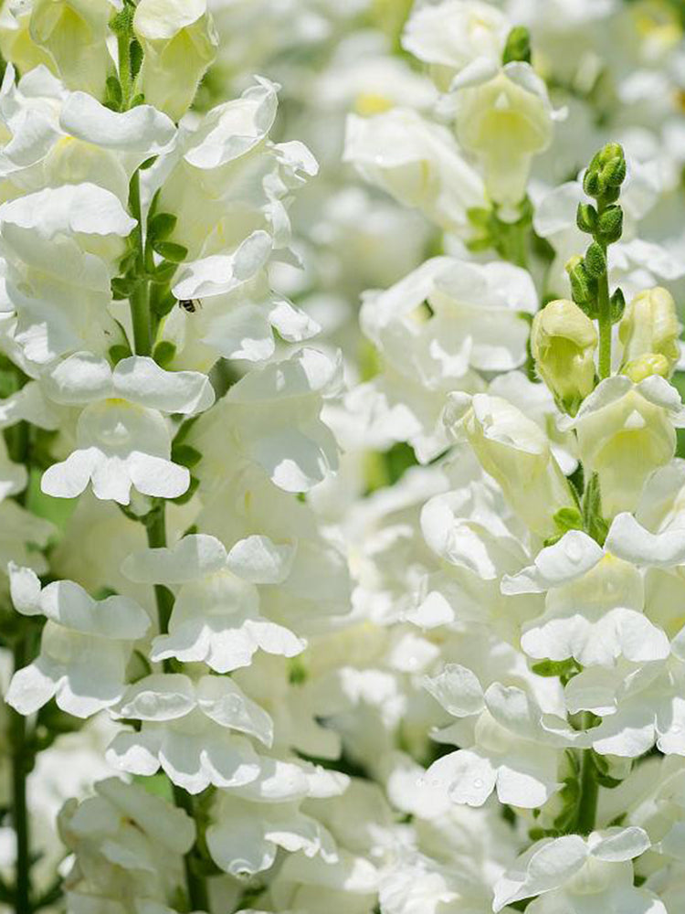 Madame Butterfly White Snapdragon
