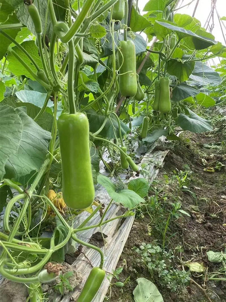 Cuiying Bottle Gourd