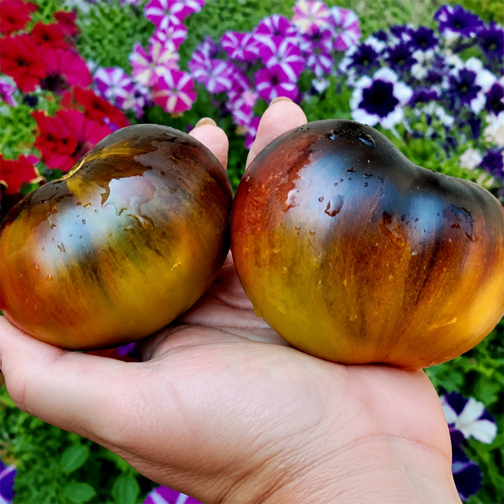 661 Happiness F6 Tomato