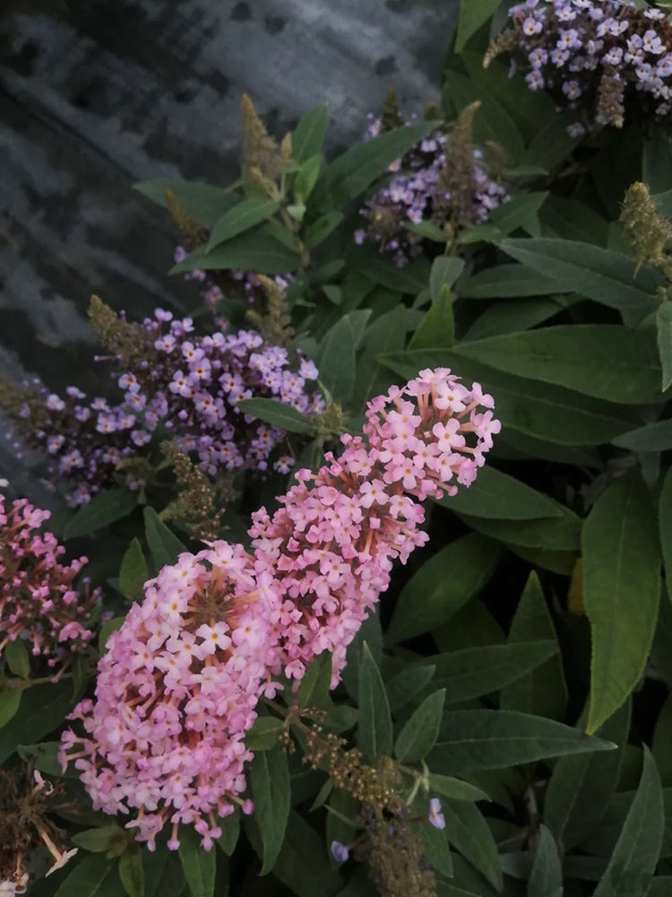 Mixed Butterfly Bush