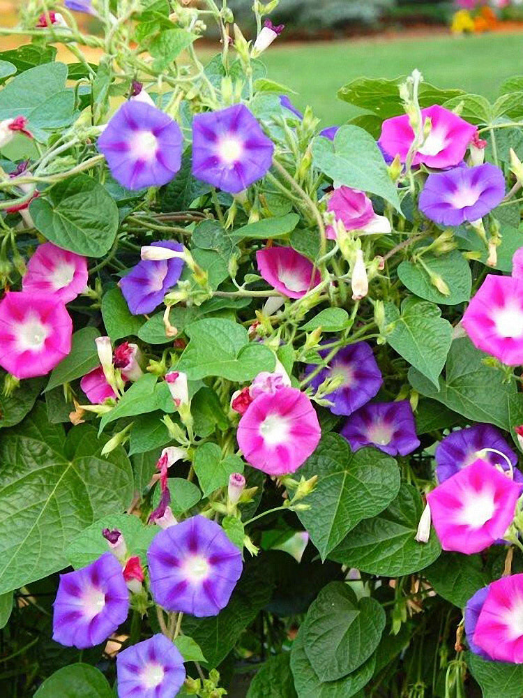 Mixed Color Morning Glory