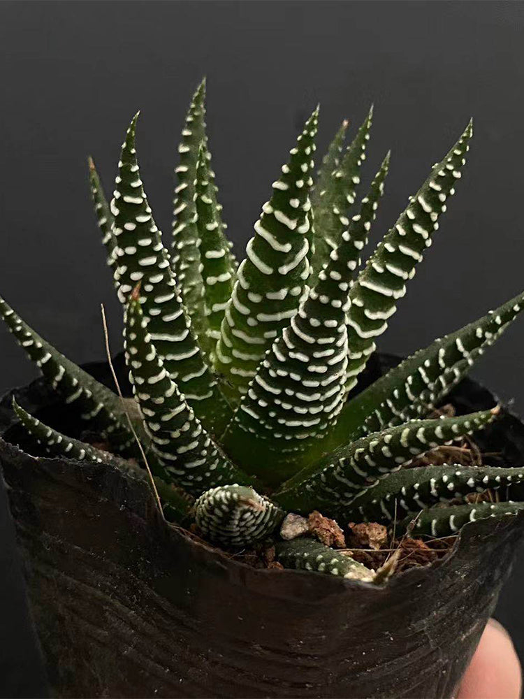 Haworthiopsis fasciata