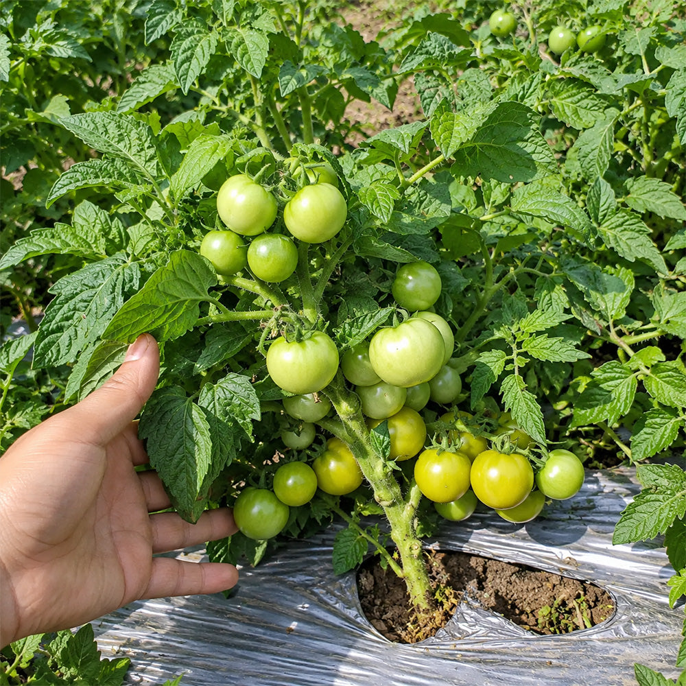 20 Fat Frog Micro Dwarf Tomato