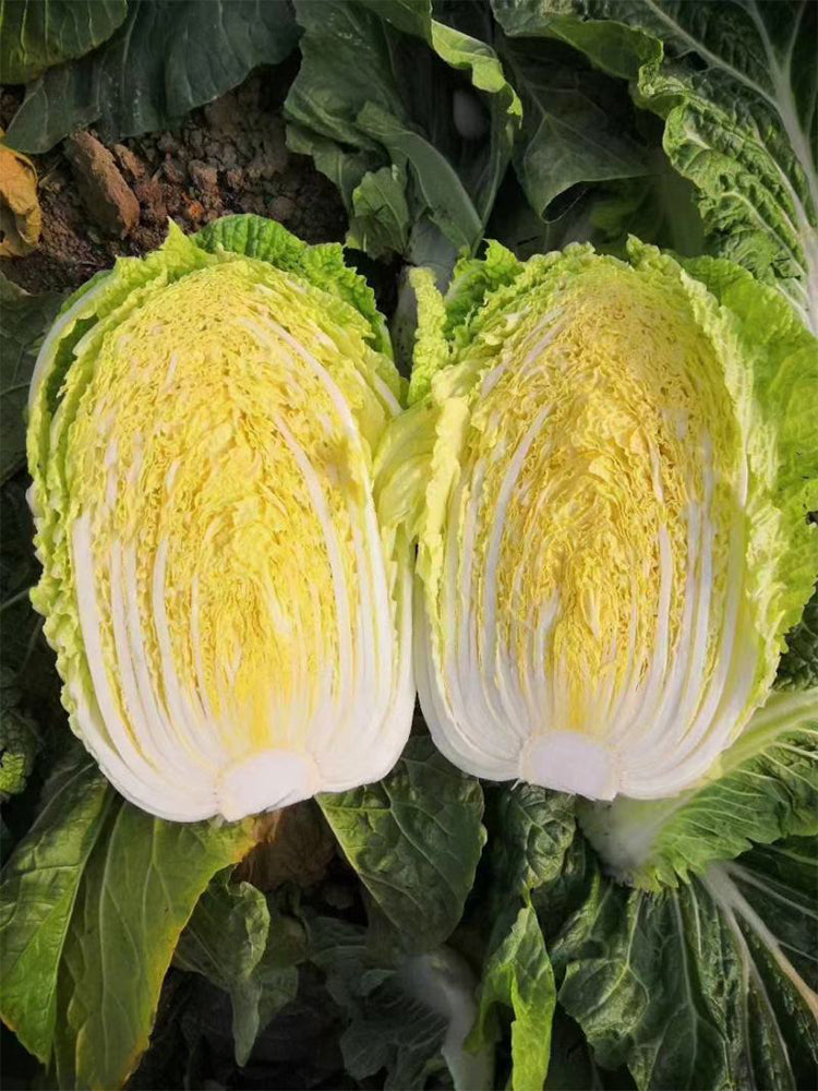 Golden Phoenix Chinese Cabbage