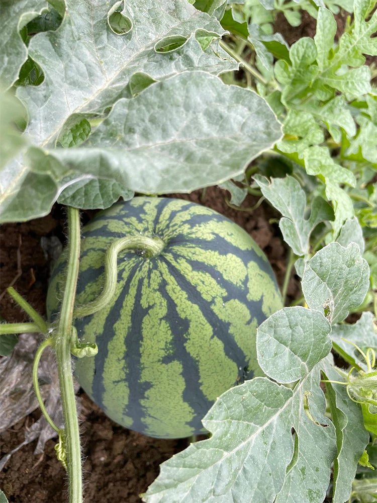 Qilin No.1 Watermelons