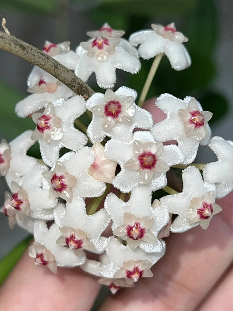 Hoya carnosa 'Jade' Unrooted Stem Cuttings