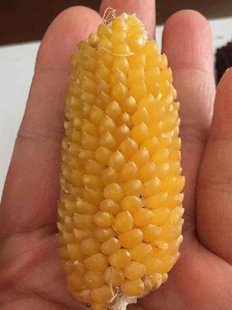 Mini 'Strawberry' Yellow Corn