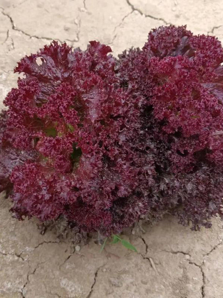 Purple Rosa Lettuce