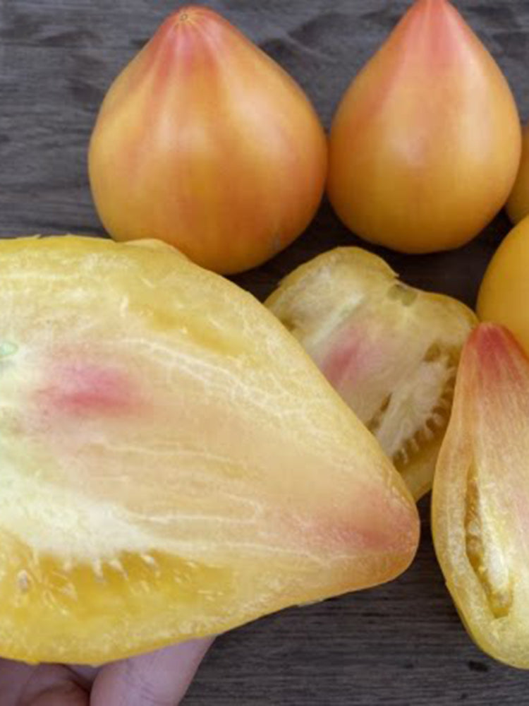 908 Sophia's White Heart F6 Tomato