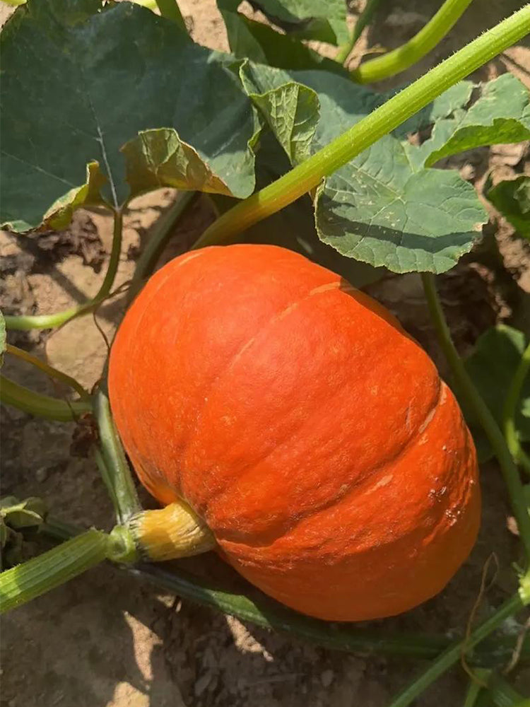 Golden No.2 Pumpkins