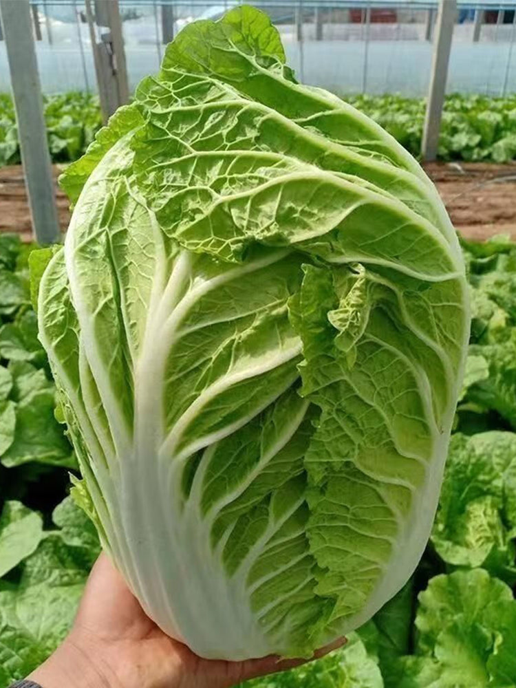 Improved 'Qingza No.3' Chinese Cabbage
