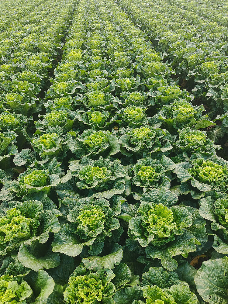 'Cuiqing 60' Qingmaye Chinese Cabbage