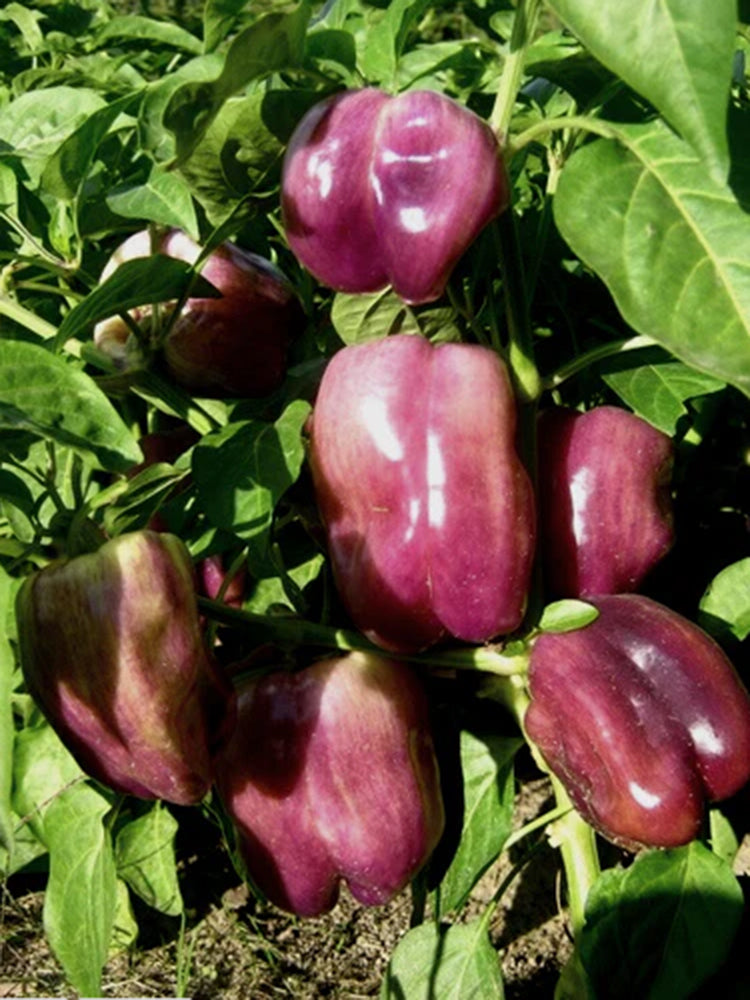 Violgo Sweet Pepper