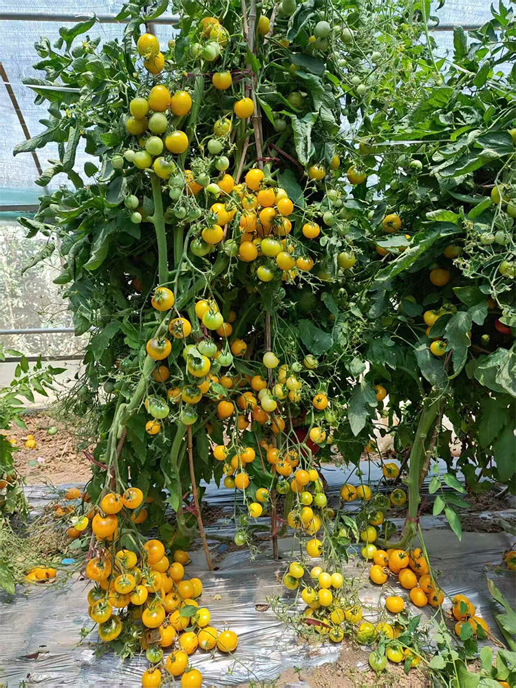 921 Eternal Light Tomato