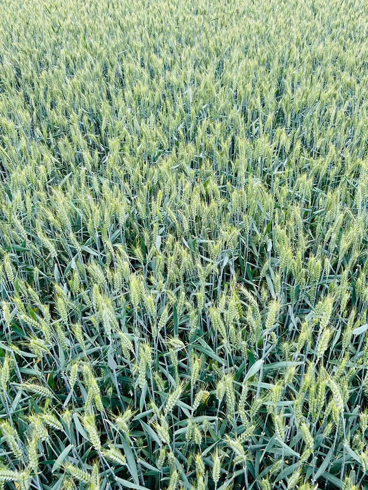 Barley