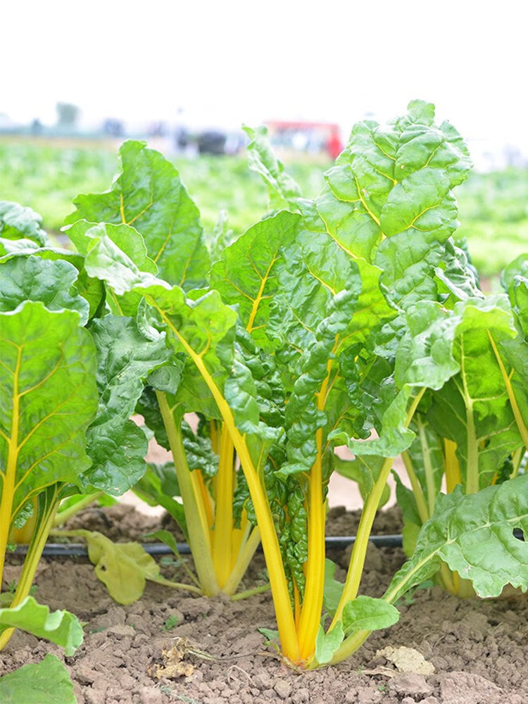 Jiayuan Golden Chard