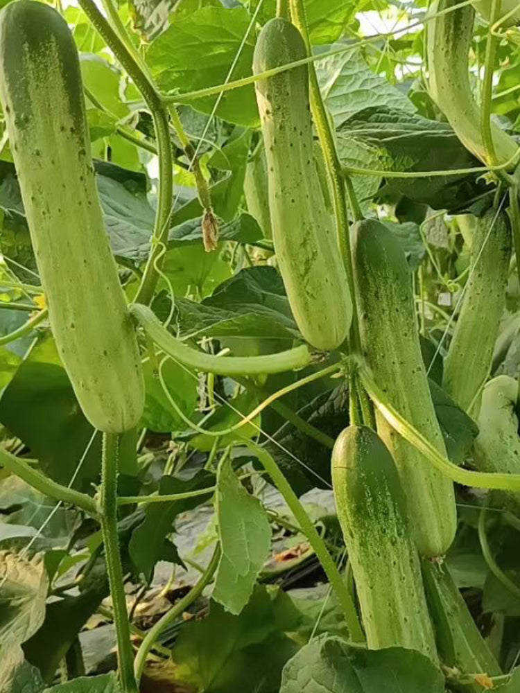 Yanbai No.3 Cucumber