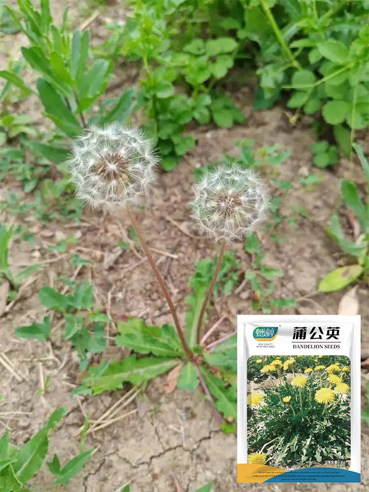 Dandelion (Taraxacum officinale)