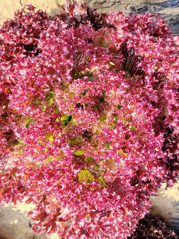 'Jinghong-1' Loose-leaf Lettuce