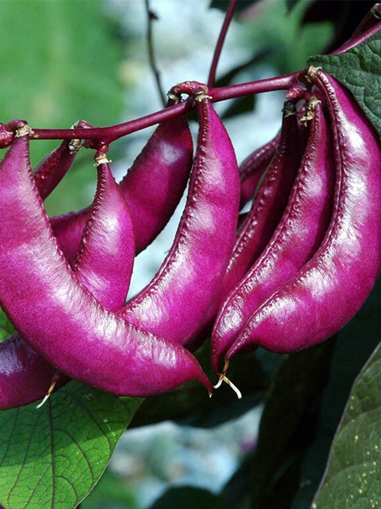 Purple Hyacinth Beans