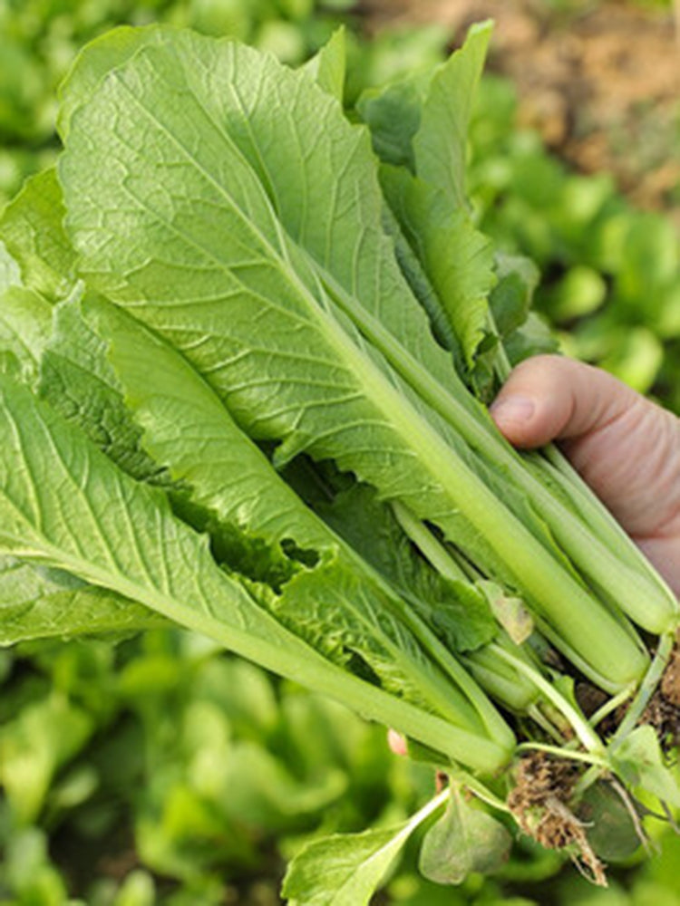 Four Seasons Bok Choy