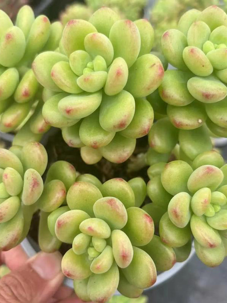 Echeveria cv. 'Shangri-La'