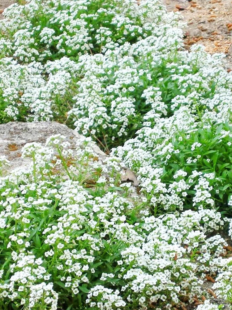 White Sweet Alyssum (Lobularia maritima)