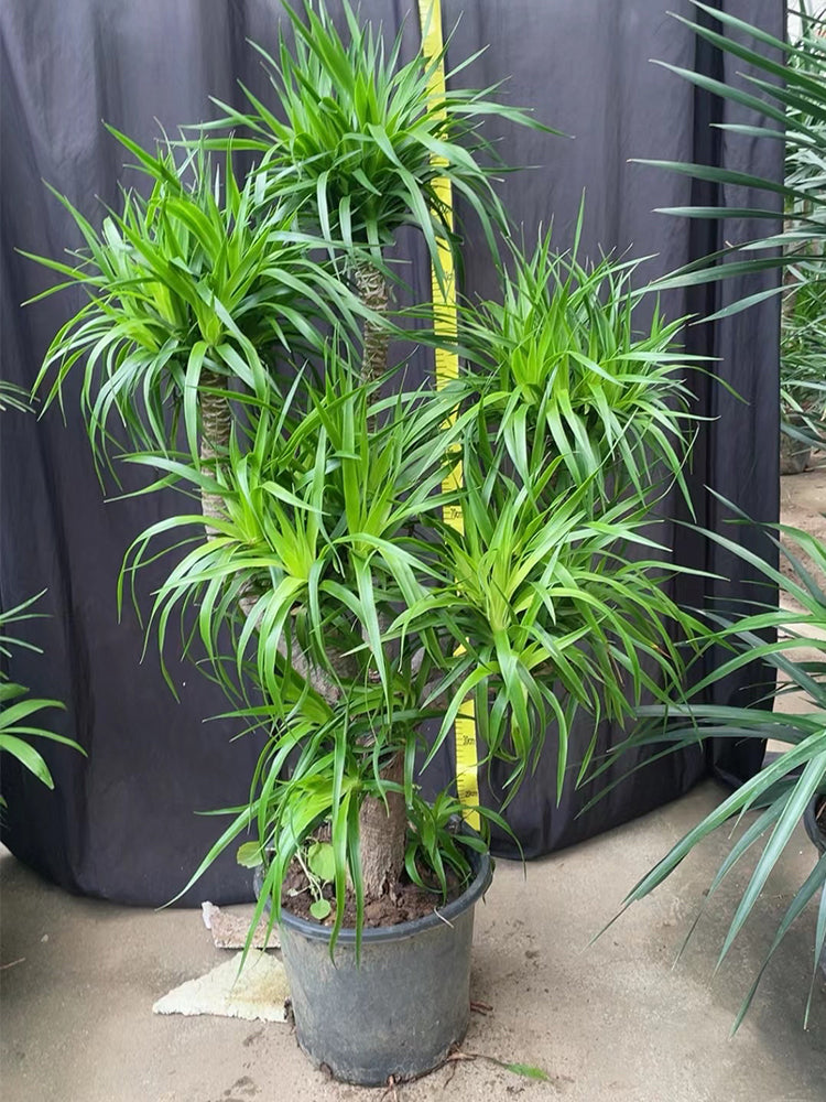 grafting dracaena Bellfarm® Canary Islands Dragon Tree Seeds (Dracaena draco) – MUCIAKIE