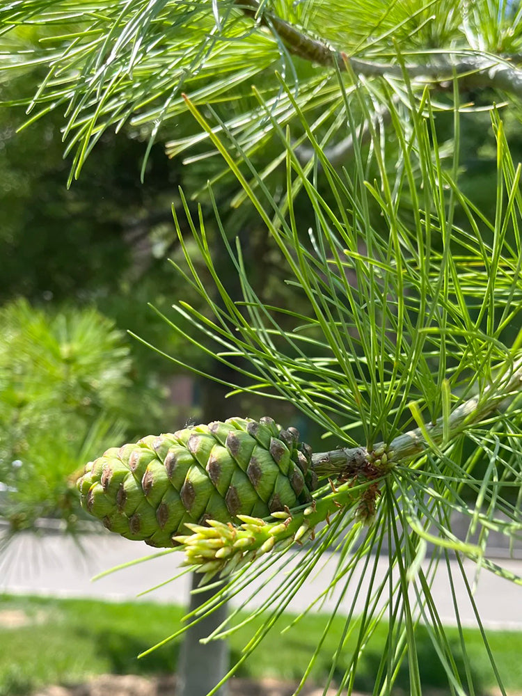 Huashan Pine