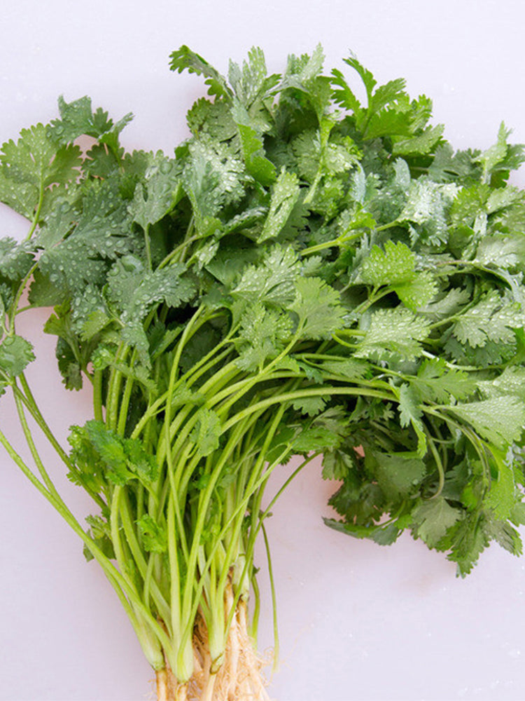 Authentic Shandong Coriander