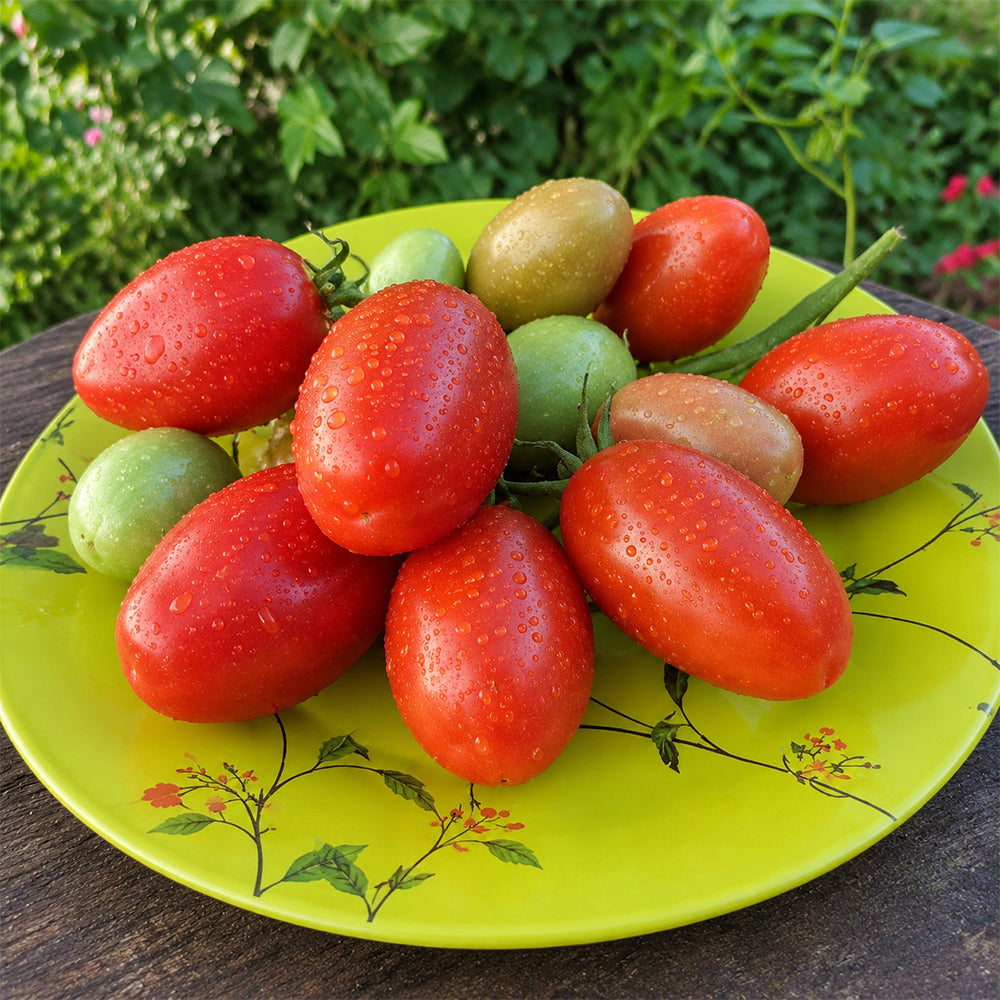 313 Garnet Lemon Singapore Tomato