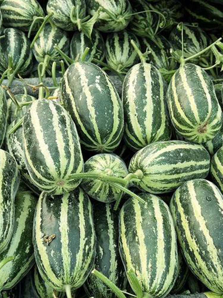Extremely Sweet Melon