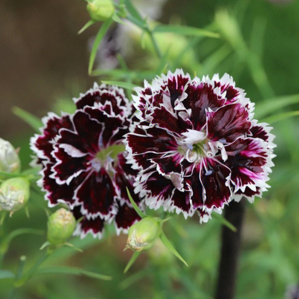 20 Seeds of Carnation 'Black and White Minstrel' Flowers, Dianthus Chinensis Heddewigii