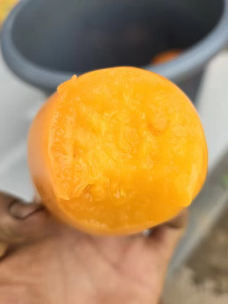 883 Golden Fashionista Tomato