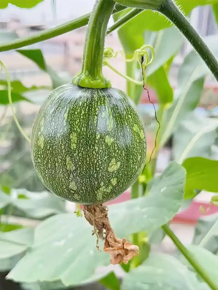 ‘Yichuanling’ Pumpkin