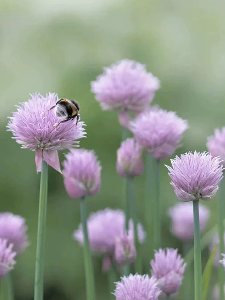 Allium schoenoprasum