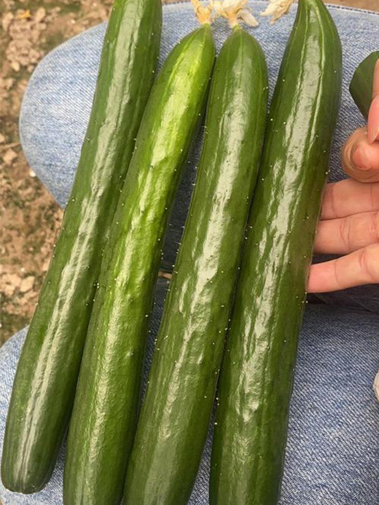 Guangliang No.74 Fruit Cucumbers
