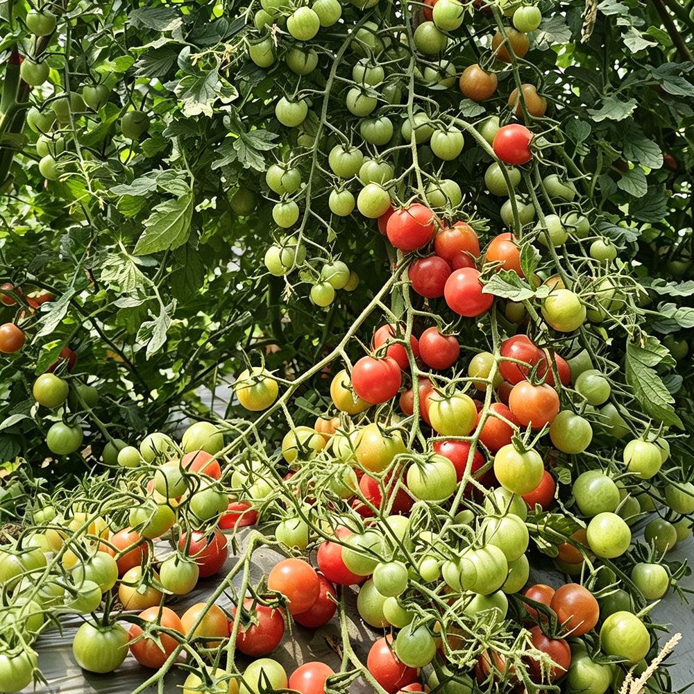 577 Eden No. 2 Tomato